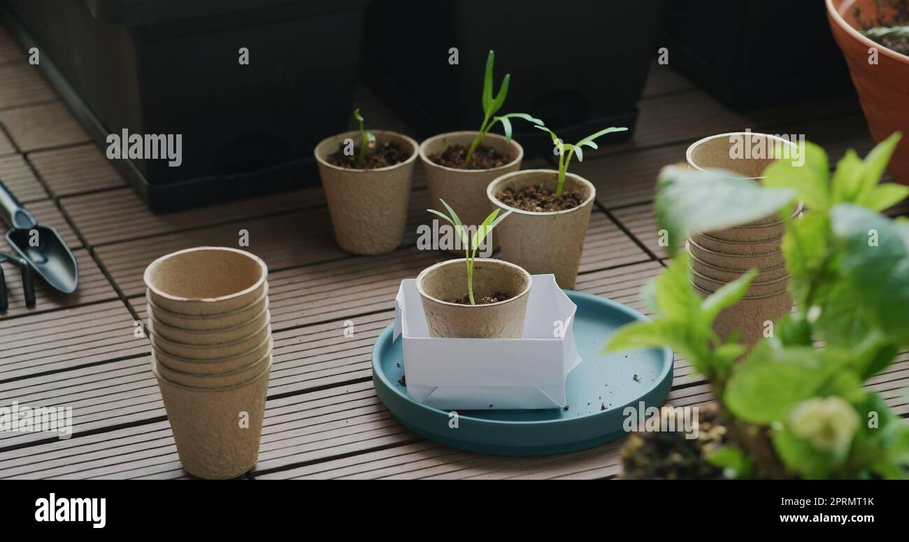 Put small water spinach sprout into paper cup Stock Photo - Alamy