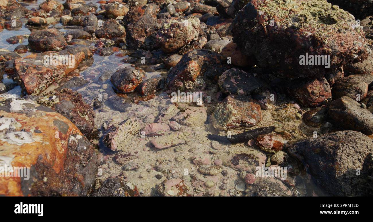 Sea cucumber inside the ocean Stock Photo Alamy