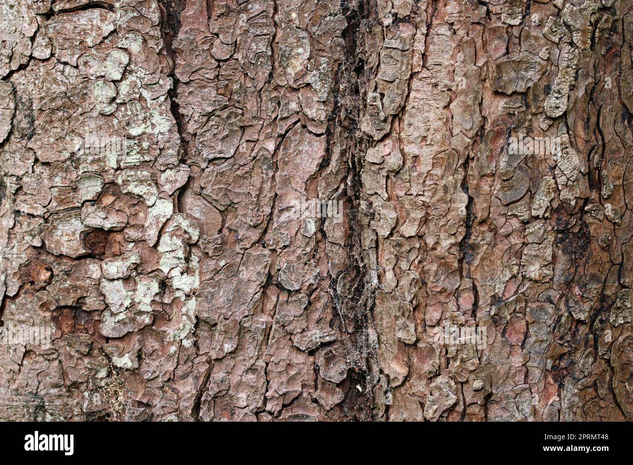 Horse chestnut tree bark in close up Stock Photo Alamy