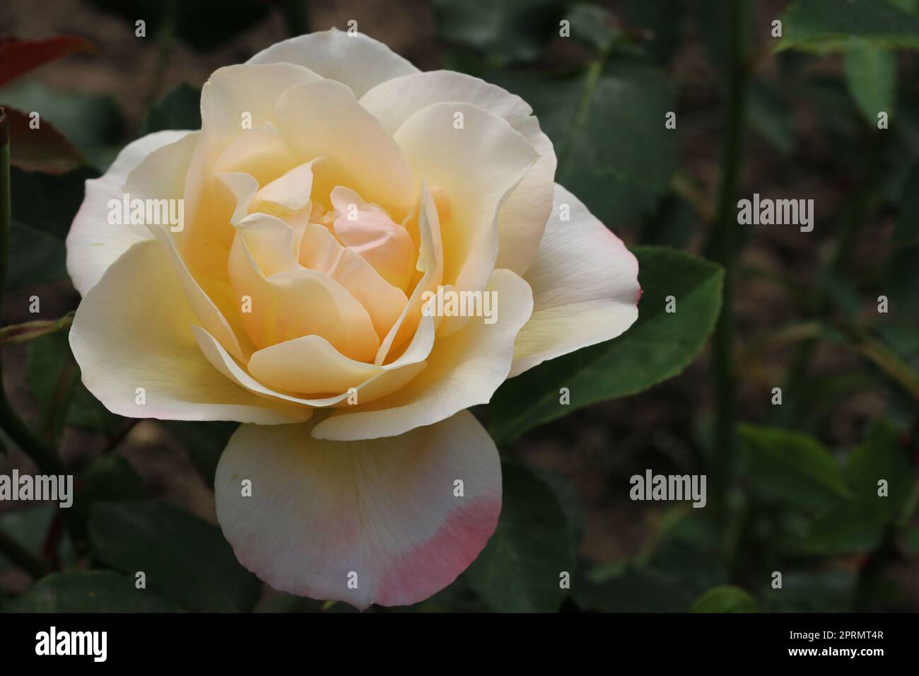 Yellow rose flower hi-res stock photography and images - Alamy