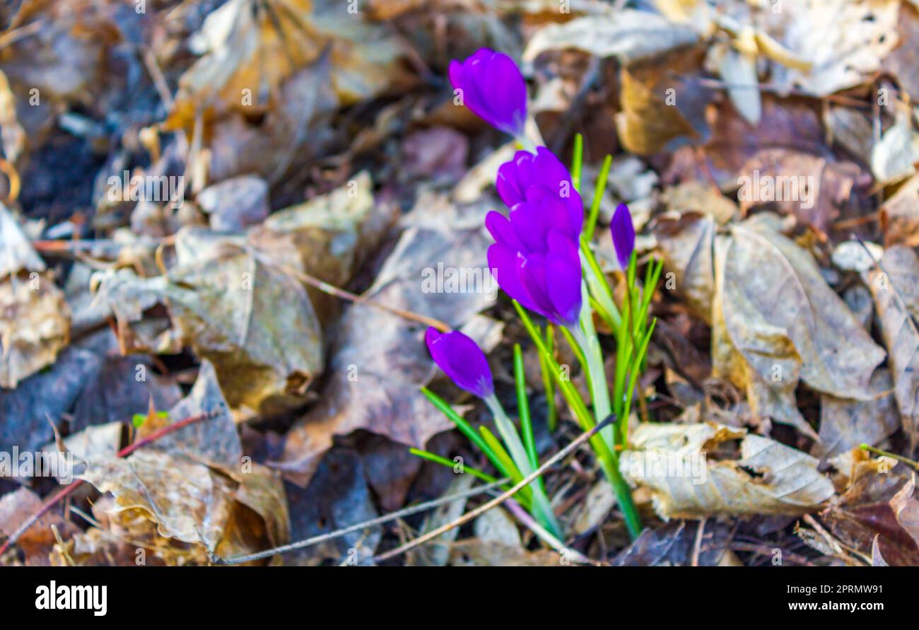 Crocus on the forest floor with foliage and grass Germany. Stock Photo