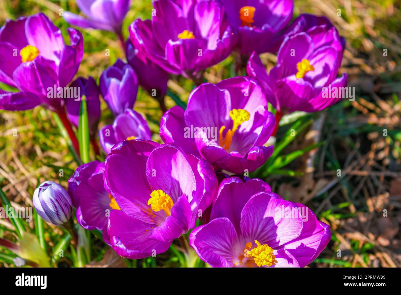 Crocus on the forest floor with foliage and grass Germany. Stock Photo