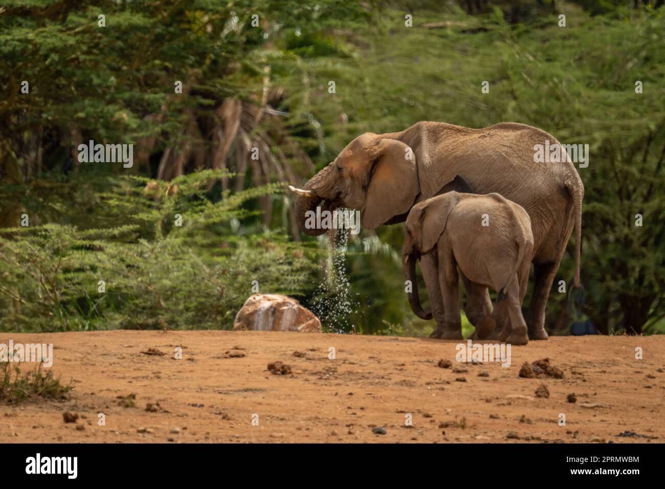 African bush elephant and calf at waterhole Stock Photo - Alamy