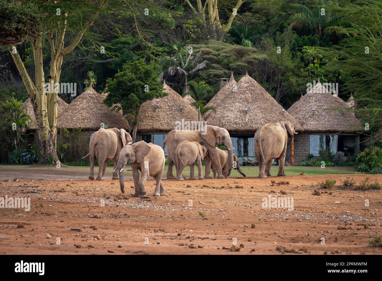 African bush elephant herd drinks outside lodge Stock Photo - Alamy