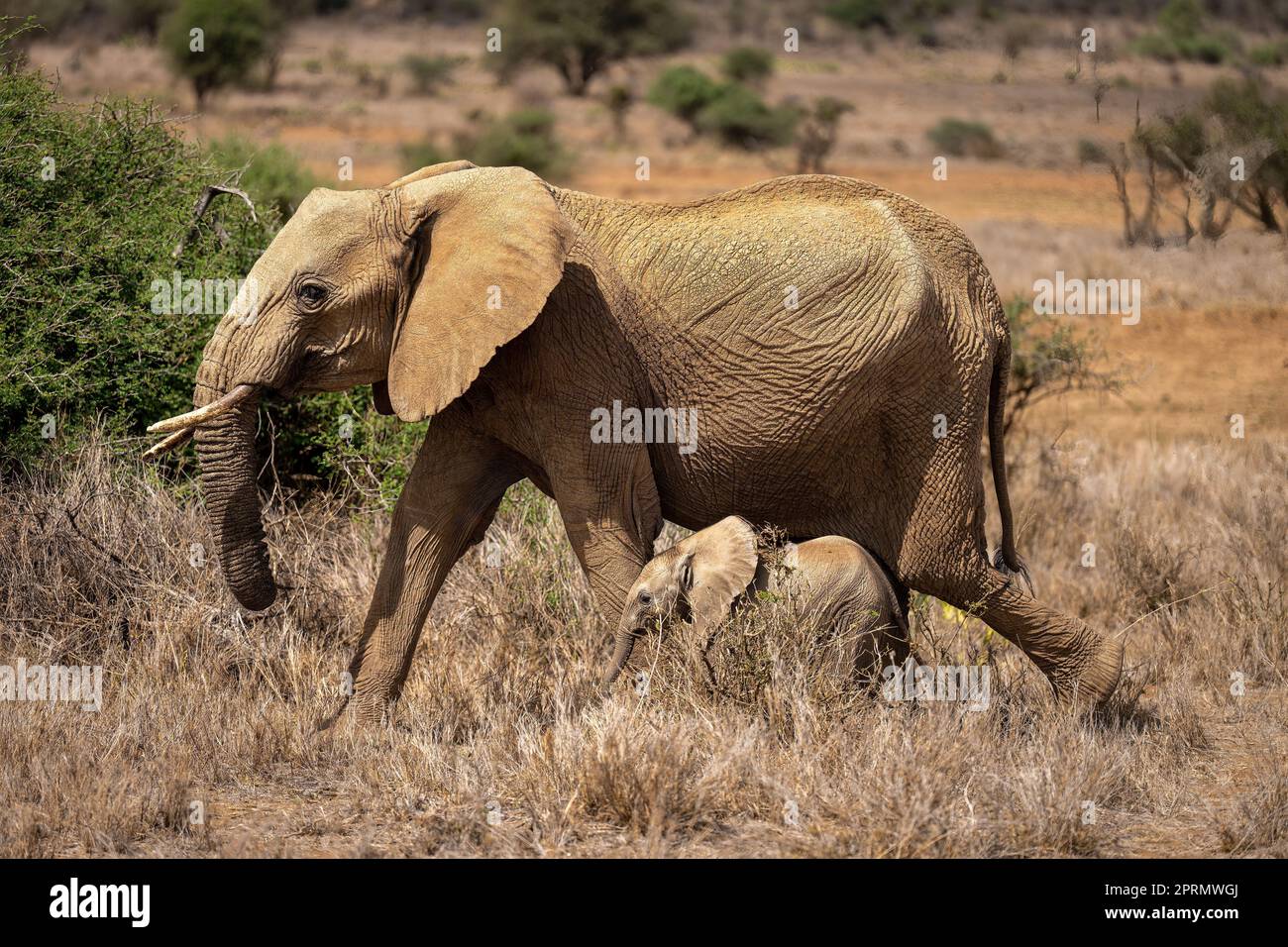 African bush elephant passes hi-res stock photography and images - Alamy