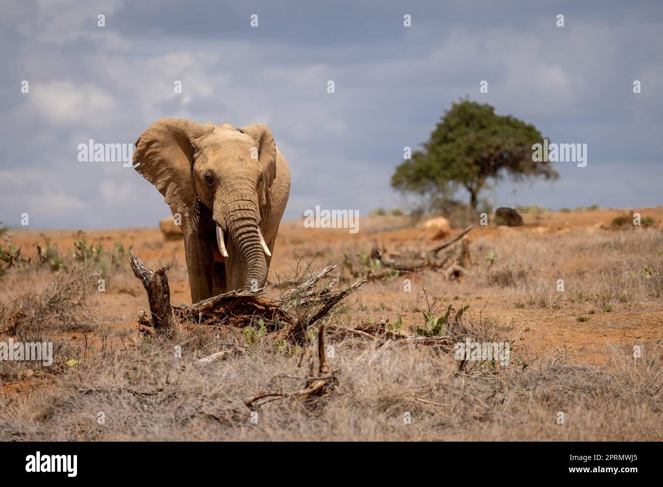 African bush elephant stands breaking down tree Stock Photo - Alamy