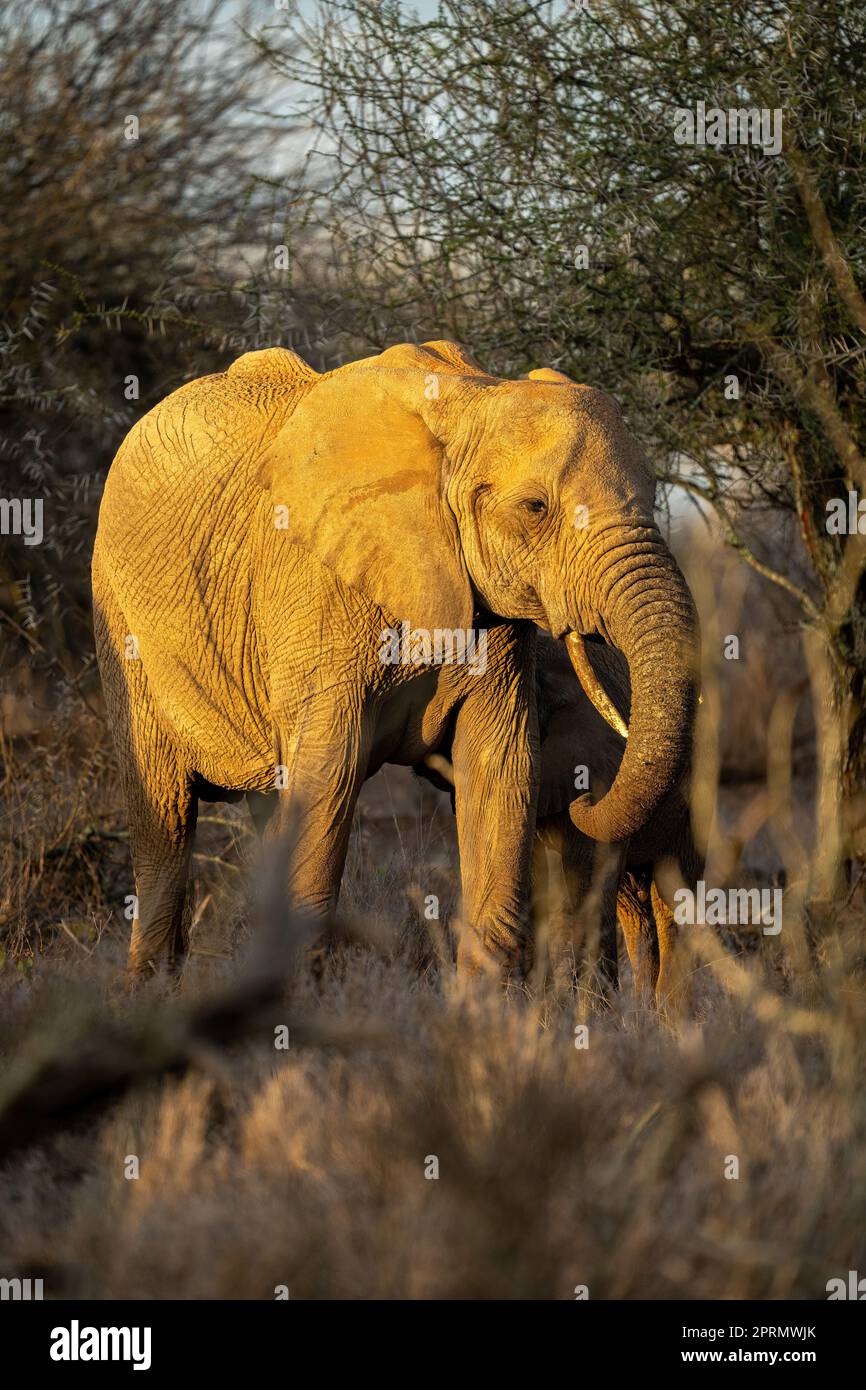 African bush elephant stands in golden light Stock Photo - Alamy