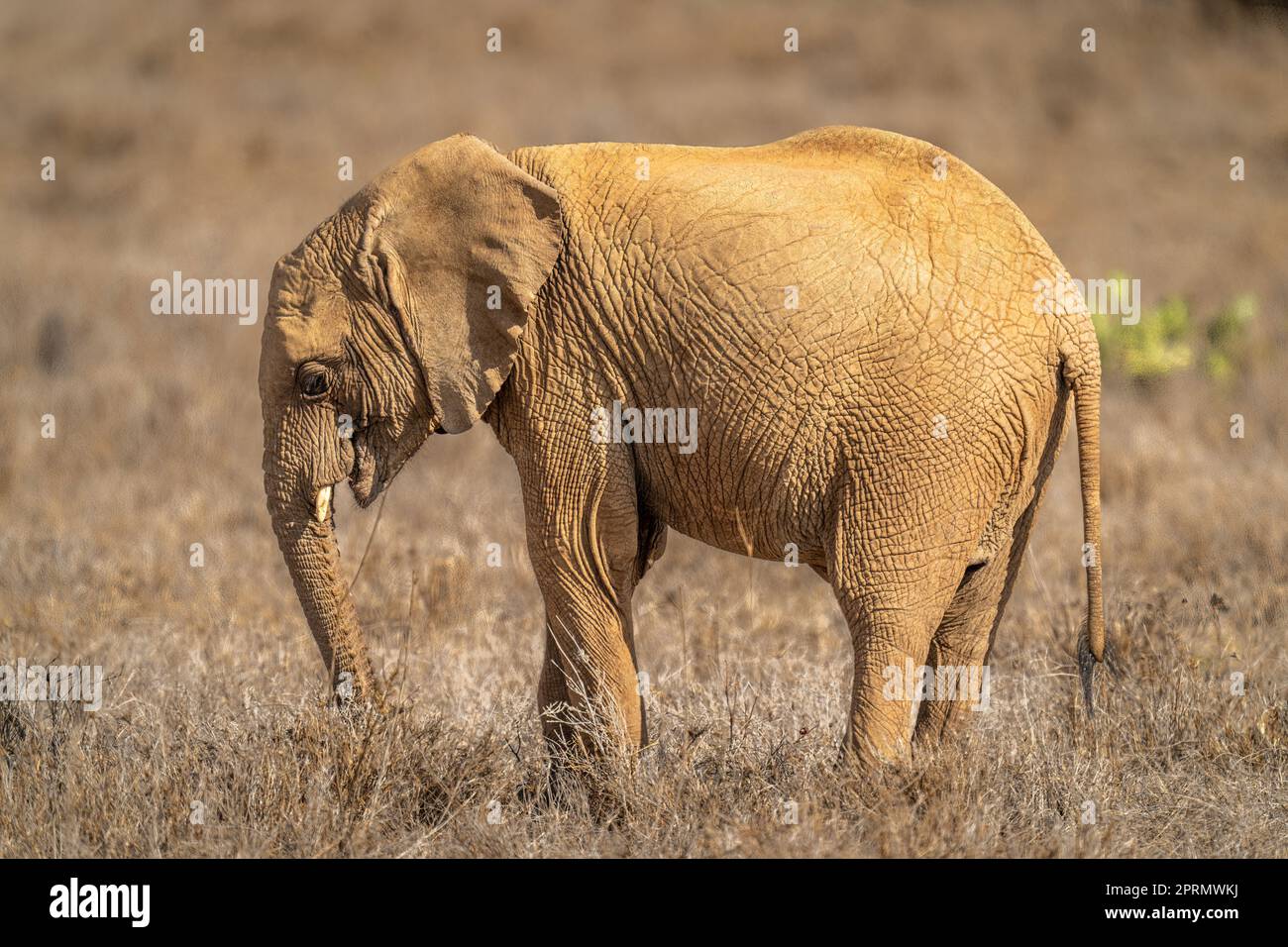African bush elephant stands with head lowered Stock Photo - Alamy
