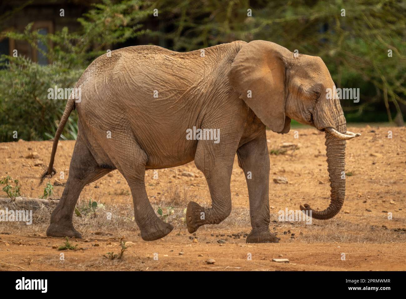 African bush elephant walks past leafy bushes Stock Photo - Alamy