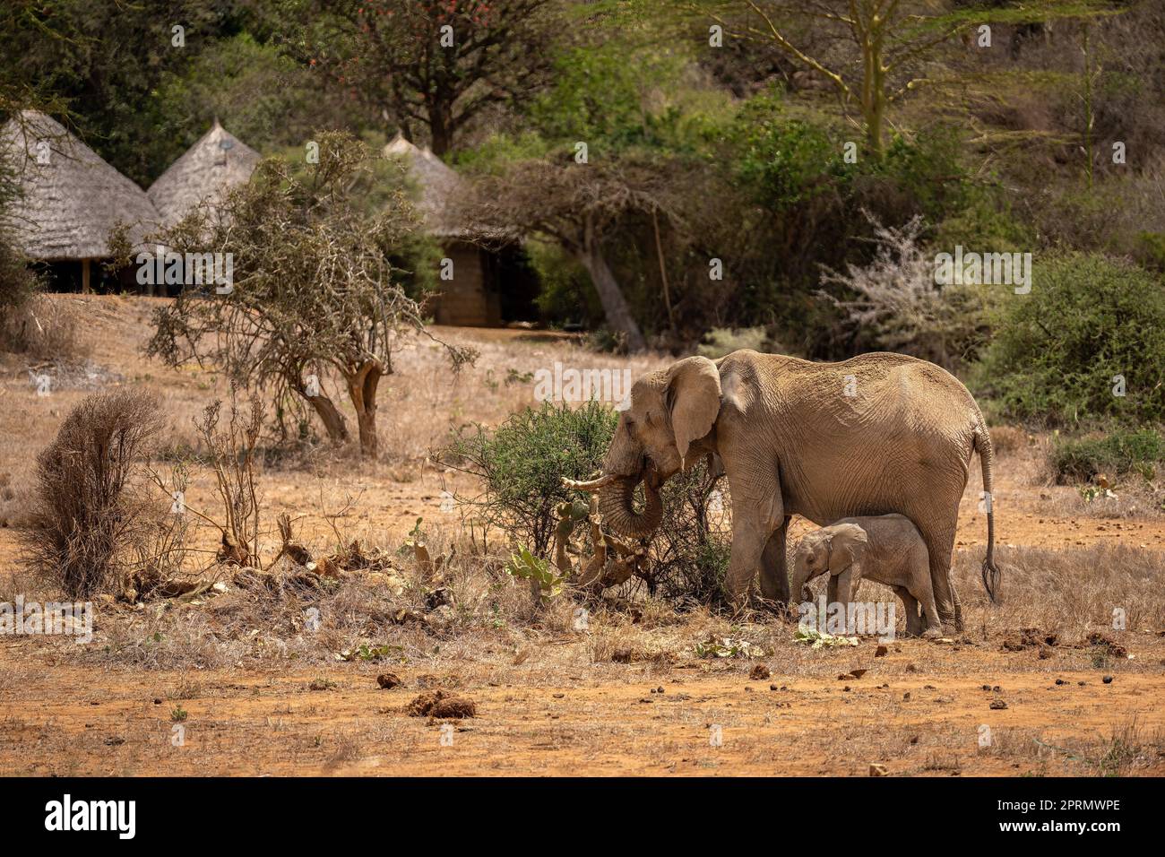 African bush elephants feed near safari lodge Stock Photo - Alamy