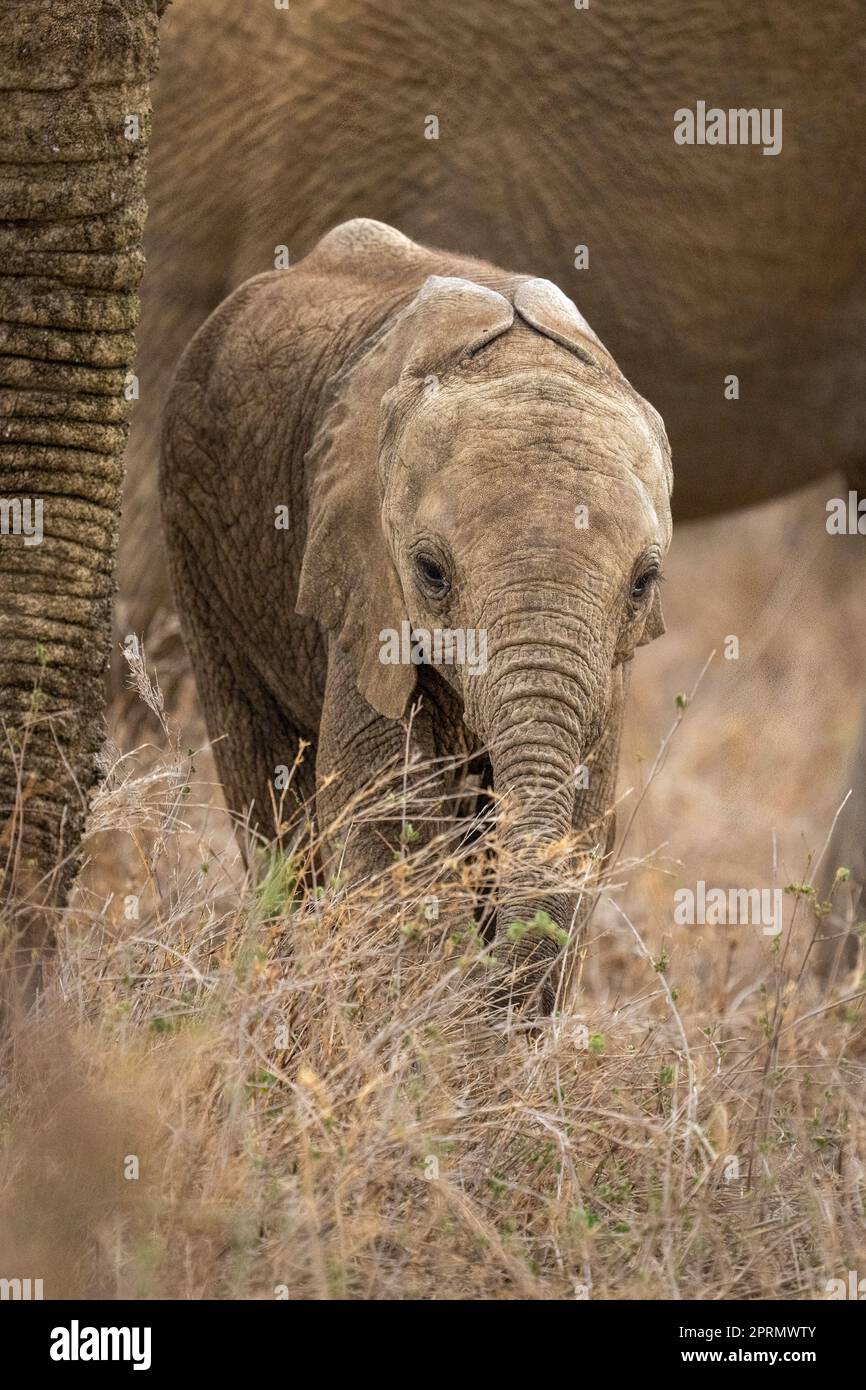 Baby African bush elephant stands watching camera Stock Photo - Alamy