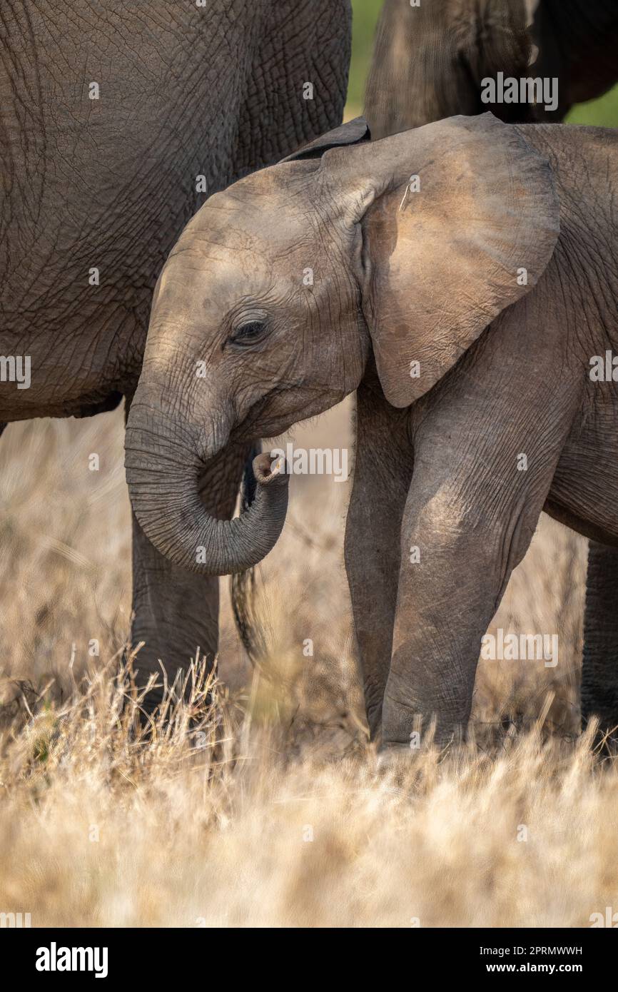 Baby African bush elephant stands curling trunk Stock Photo - Alamy