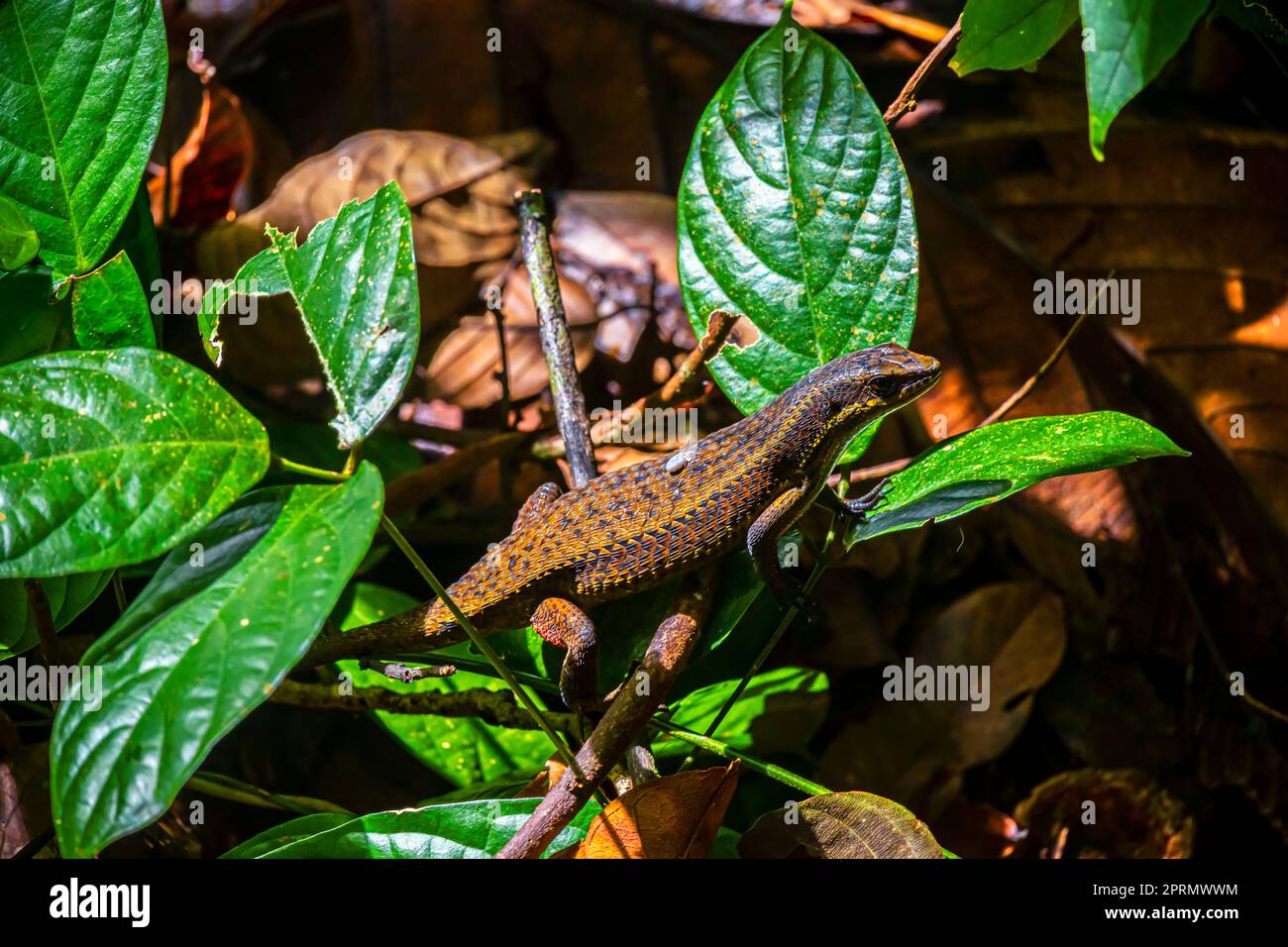 Skink lizard resting,  a decaying tree branch became the favorite resting place. Rainforest on Borneo, Sabah, Malaysia.. Skinks are lizards belonging Stock Photo