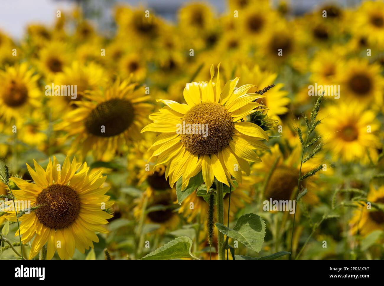 Yellow Sunflowers growing in a field Stock Photo Alamy