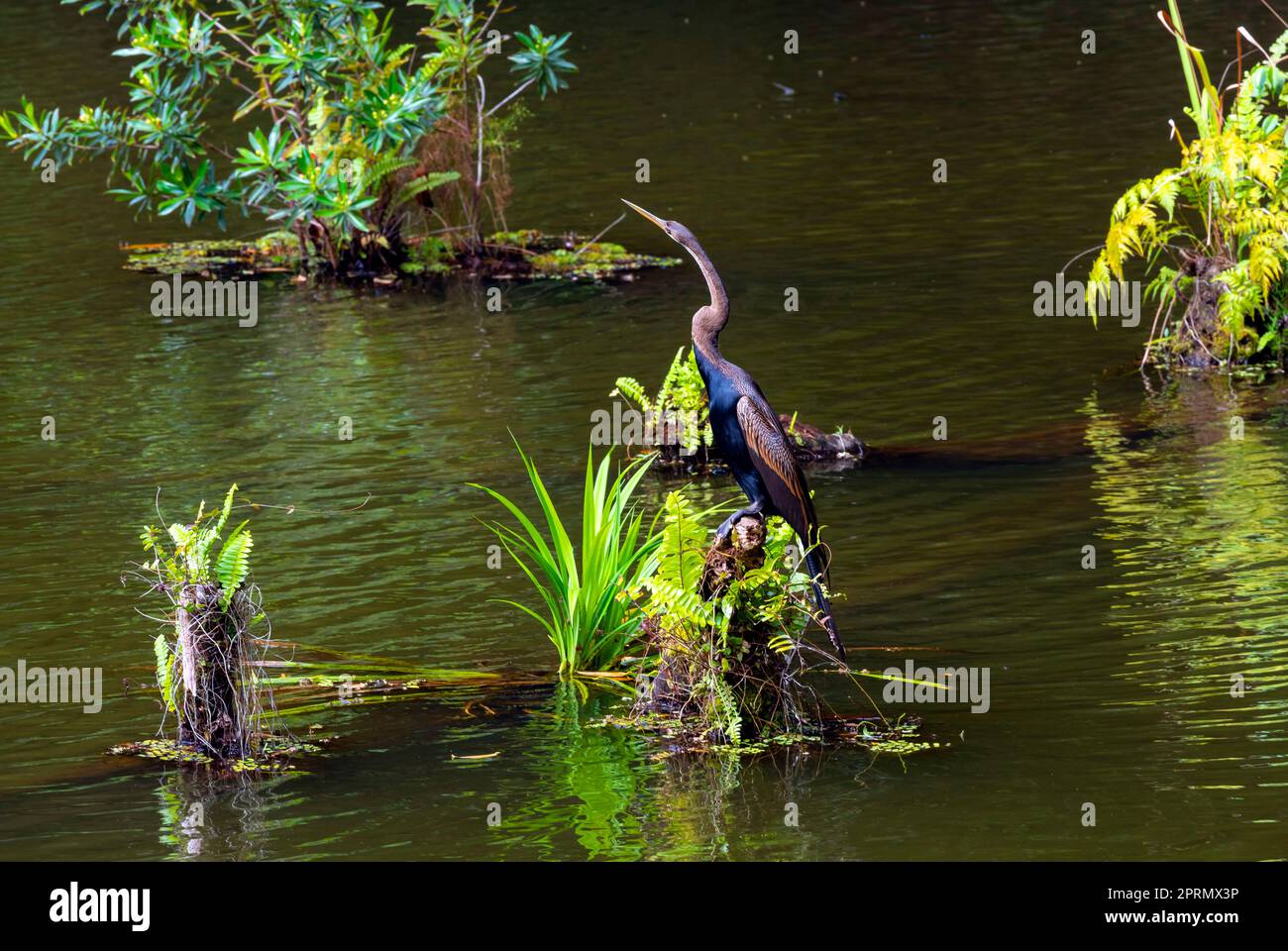 Oriental darter or Indian darter (Anhinga melanogaster) is a wide-ranging species of wading bird in the heron family, Ardeidae. Rainforest on Borneo, Stock Photo