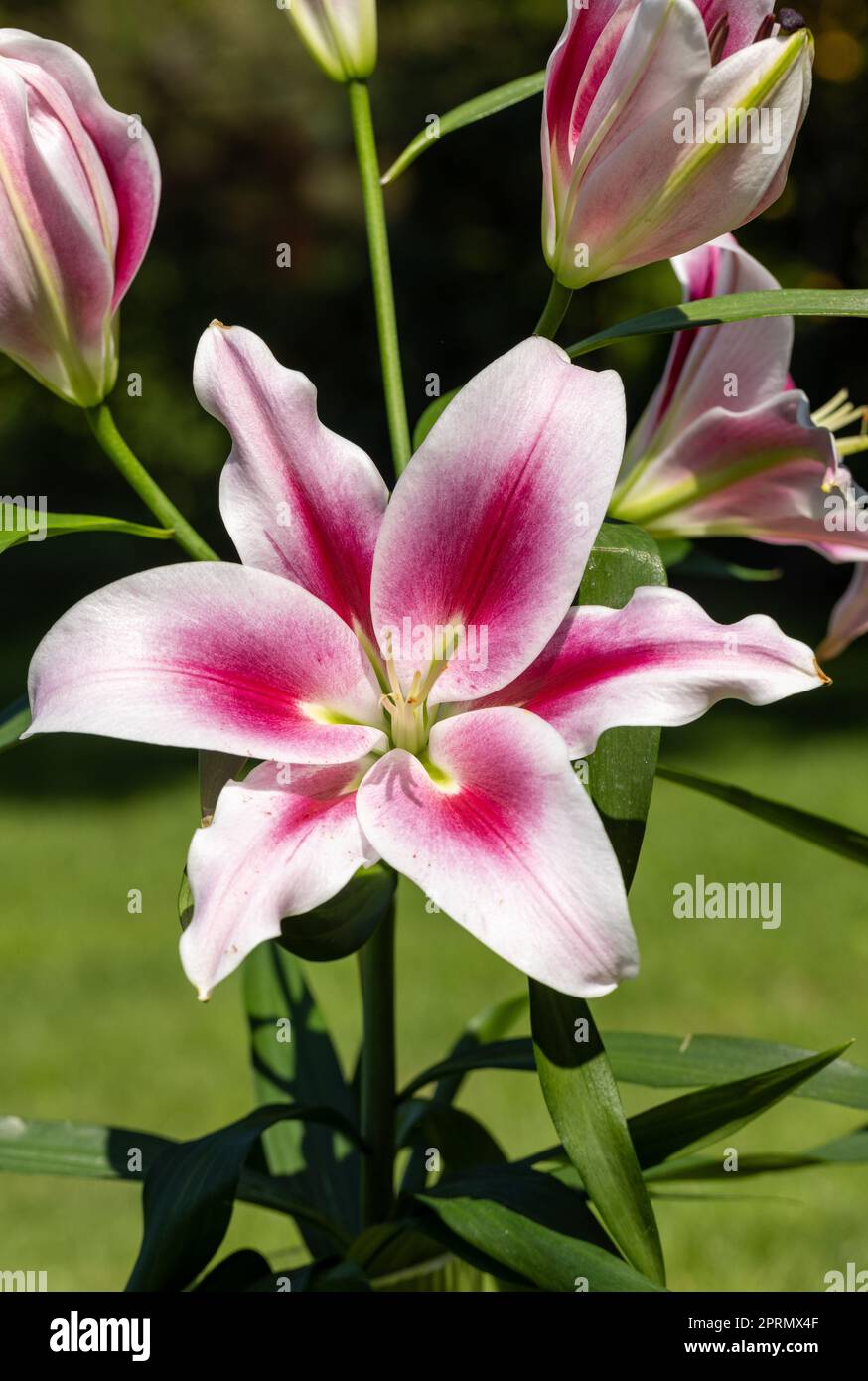 White and Red lily in the summer garden. Stock Photo