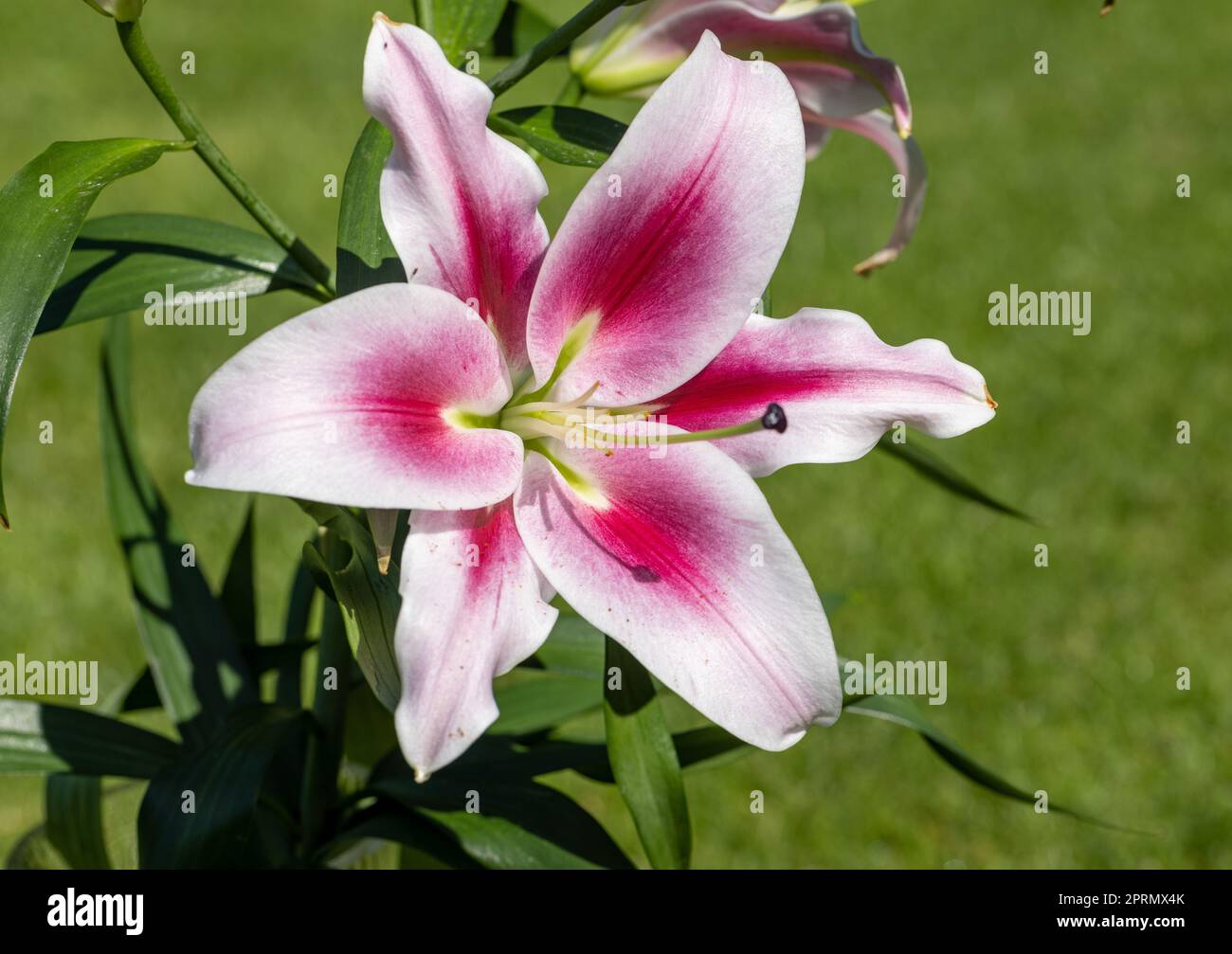 White and Red lily in the summer garden. Stock Photo