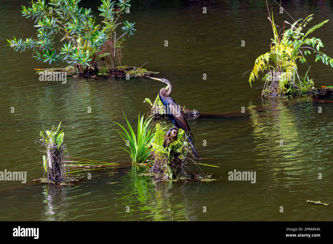 Oriental darter or Indian darter (Anhinga melanogaster) is a wide-ranging species of wading bird in the heron family, Ardeidae. Rainforest on Borneo, Stock Photo