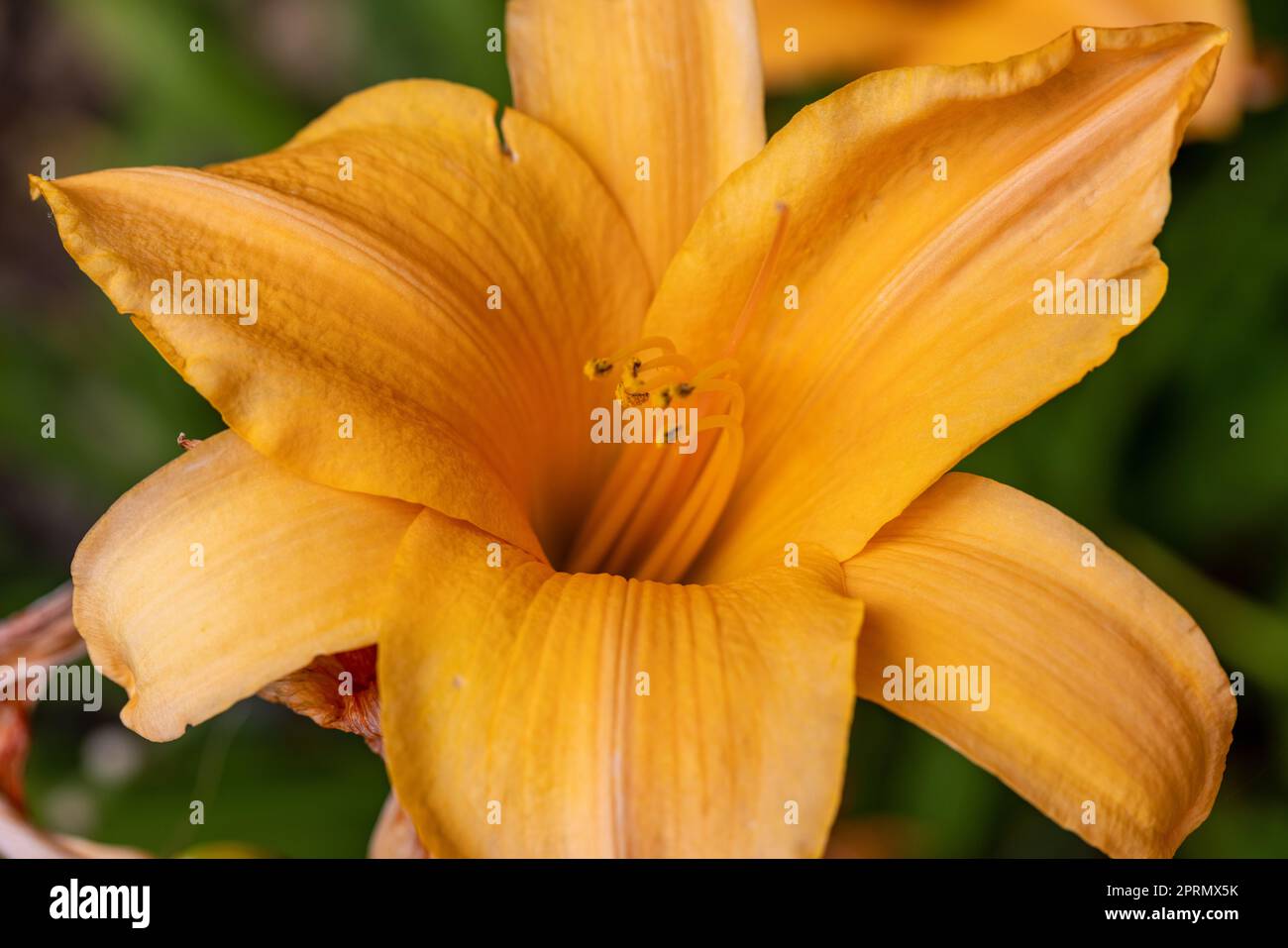 Yellow lily in the summer garden. Stock Photo