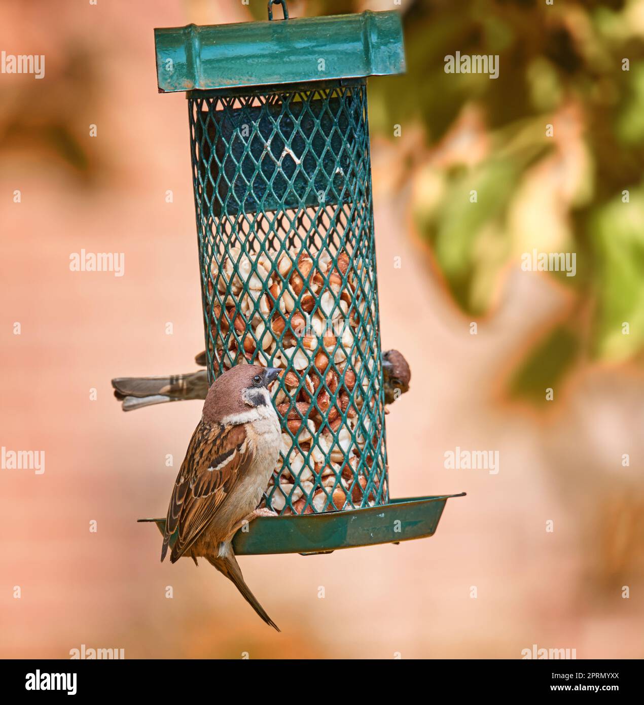 Sparrows are a family of small passerine birds, Passeridae. They are also known as true sparrows, or Old World sparrows, names also used for a particular genus of the family, Passer. Stock Photo