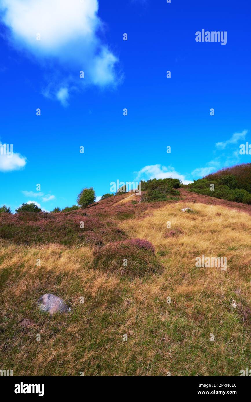 Nature in autumn. A photo hills covered with heather - Rebild National Park, Denmark. Stock Photo