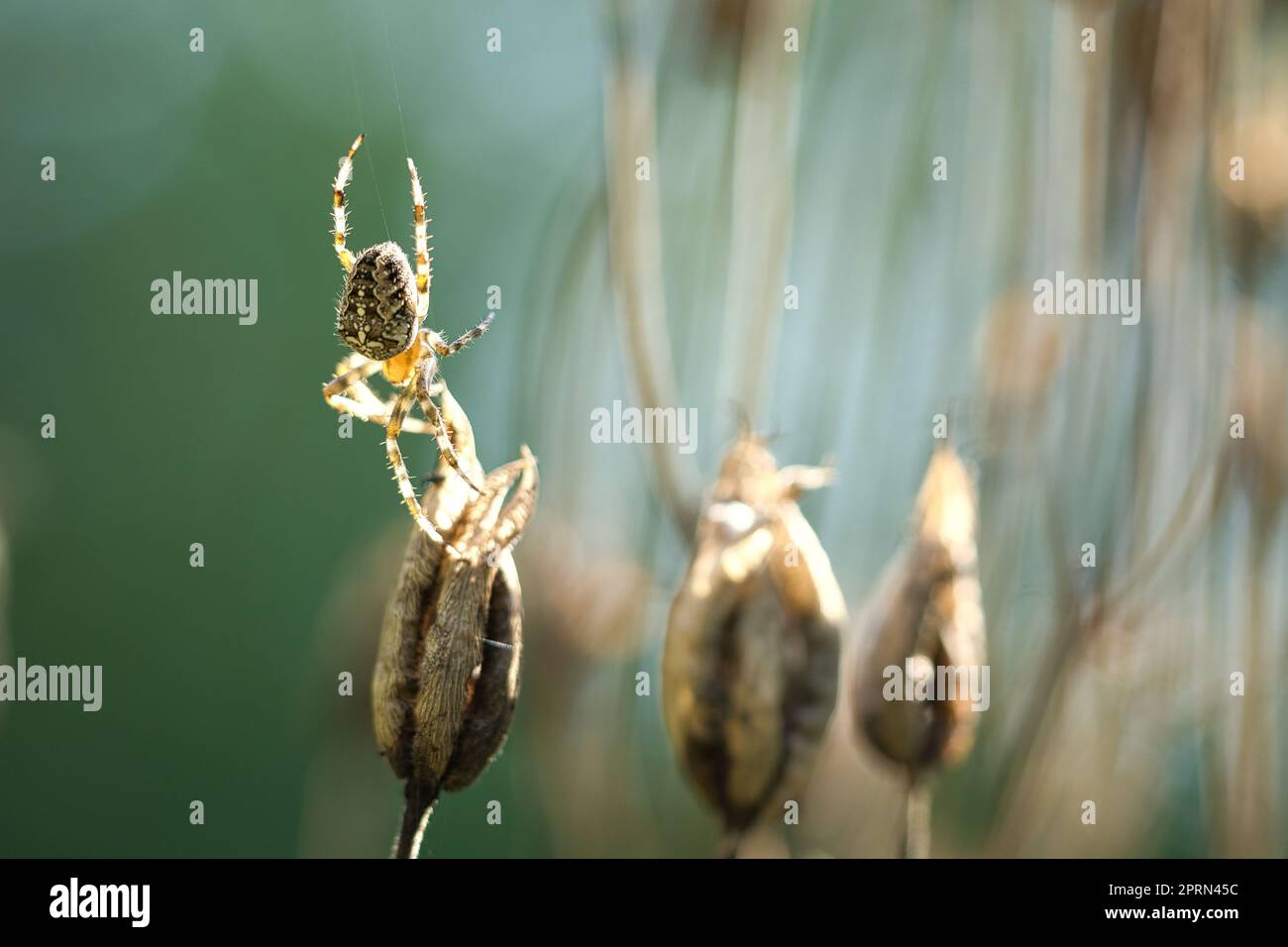 Cross spider crawling on a spider thread to a plant. Blurred background ...