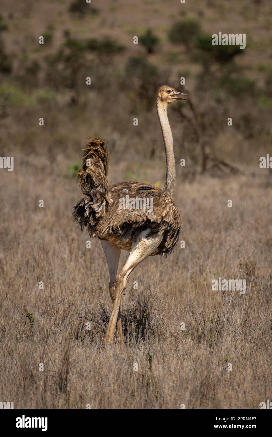 Female common ostrich stands in sunny savannah Stock Photo