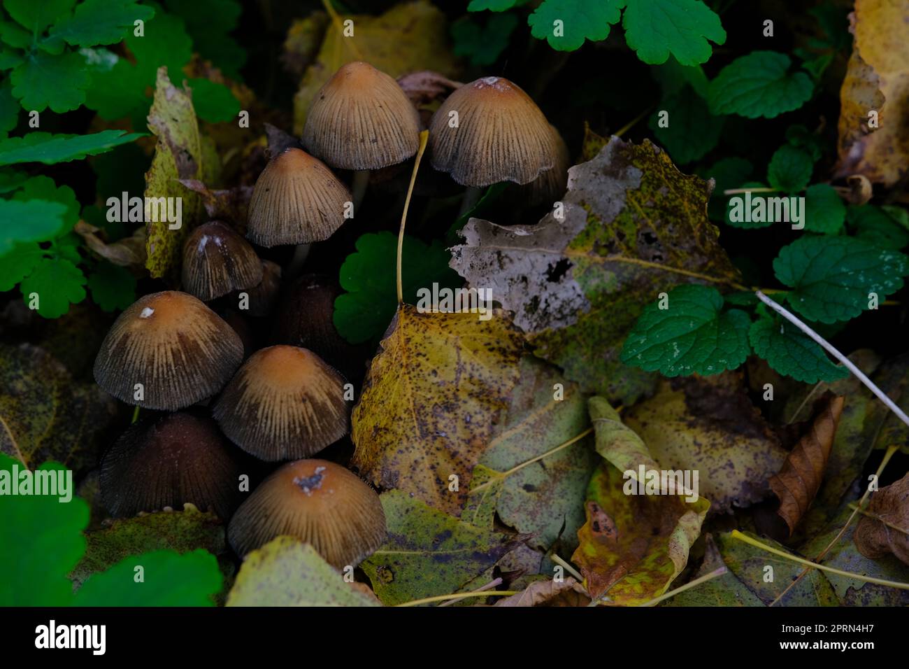 mushroom Coprinellus micaceus. Group of mushrooms on woods in nature in autumn forest. Stock Photo