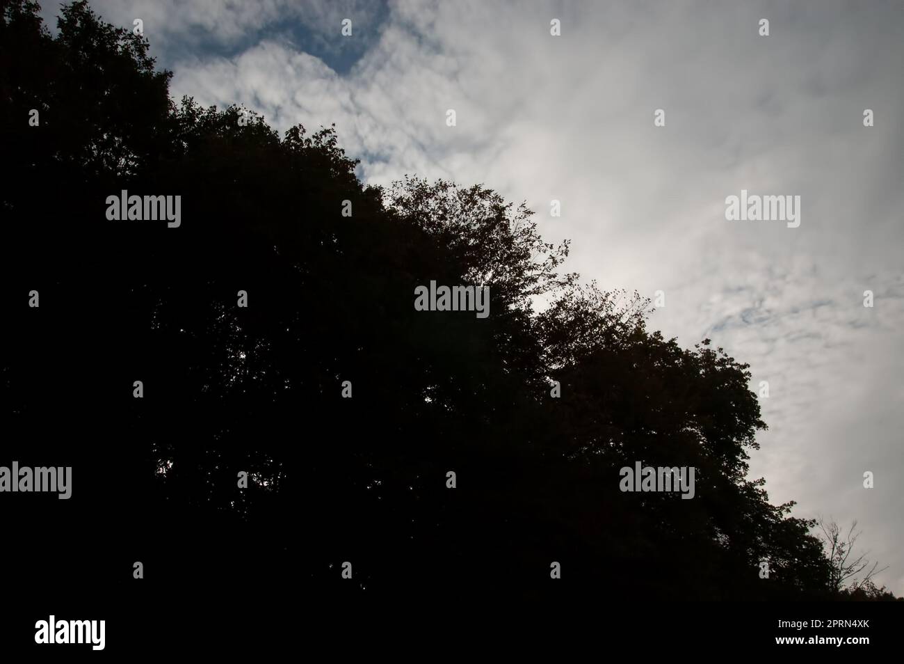 dark silhouettes of trees with leaves against the sky with clouds Stock ...