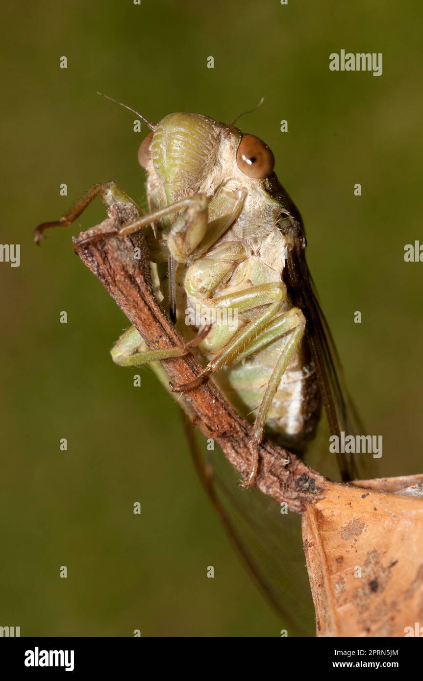 Cicada, Cicadidae Family, on leaf, Klungkung, Bali, Indonesia Stock Photo