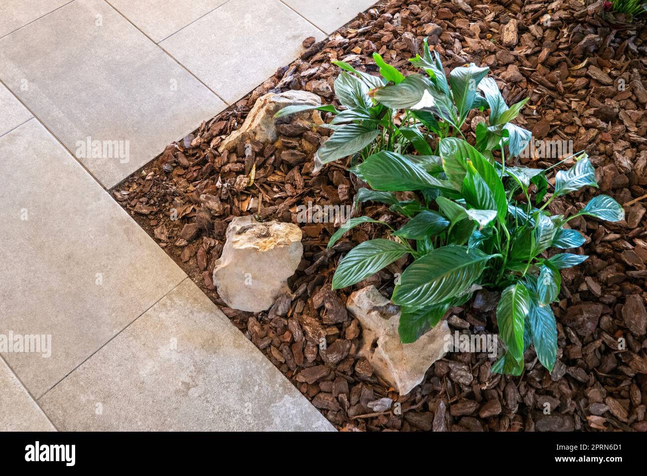 Green plant mulched with natural brown bark mulch and decorative stones
