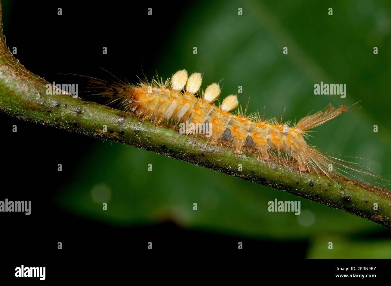 Tussock Moth Caterpillar, Lymantriidae Family, with long hairs for protection, Klungkung, Bali, Indonesia Stock Photo
