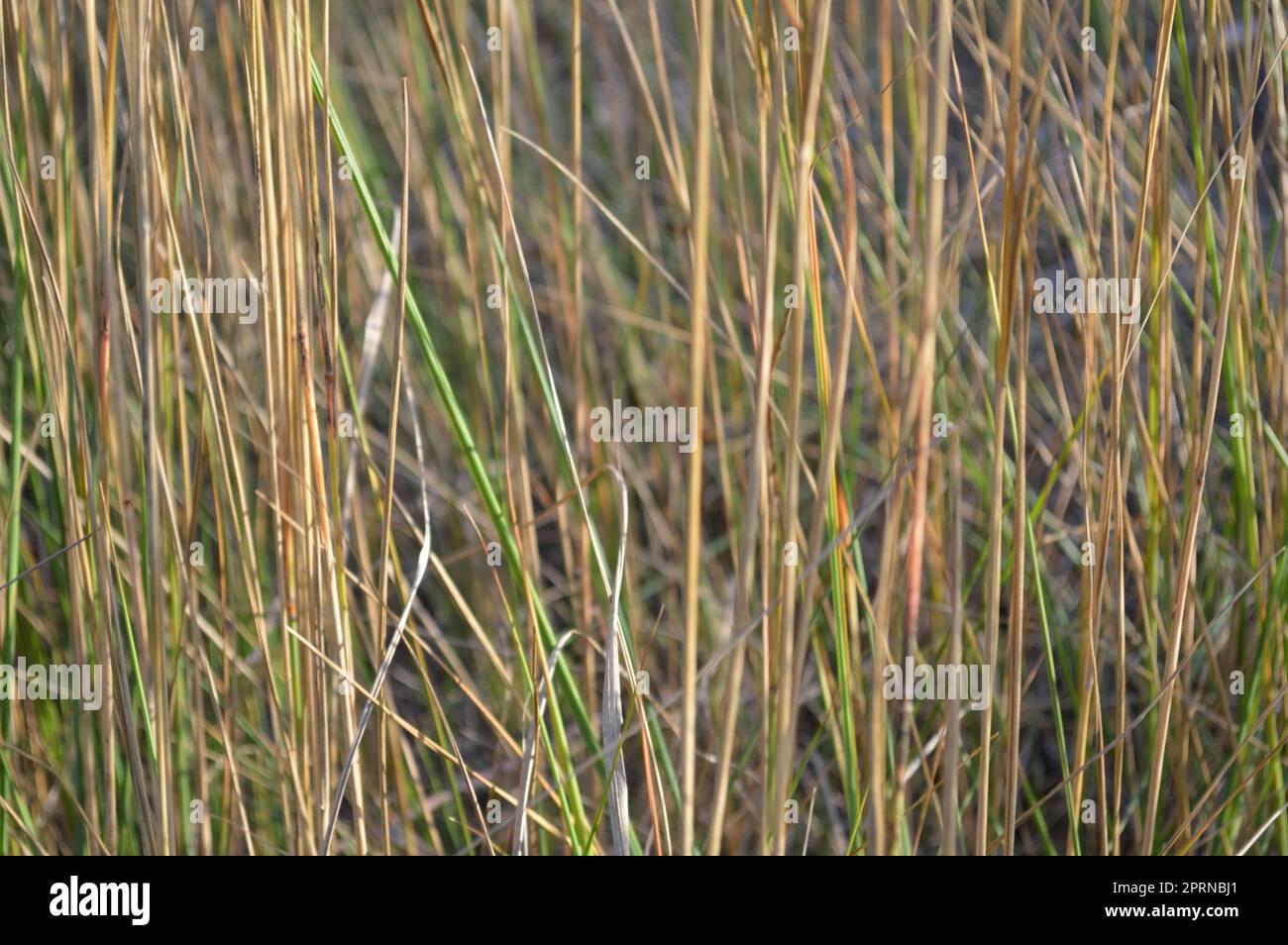 Texture of plants and trees in the autumn forest Stock Photo - Alamy
