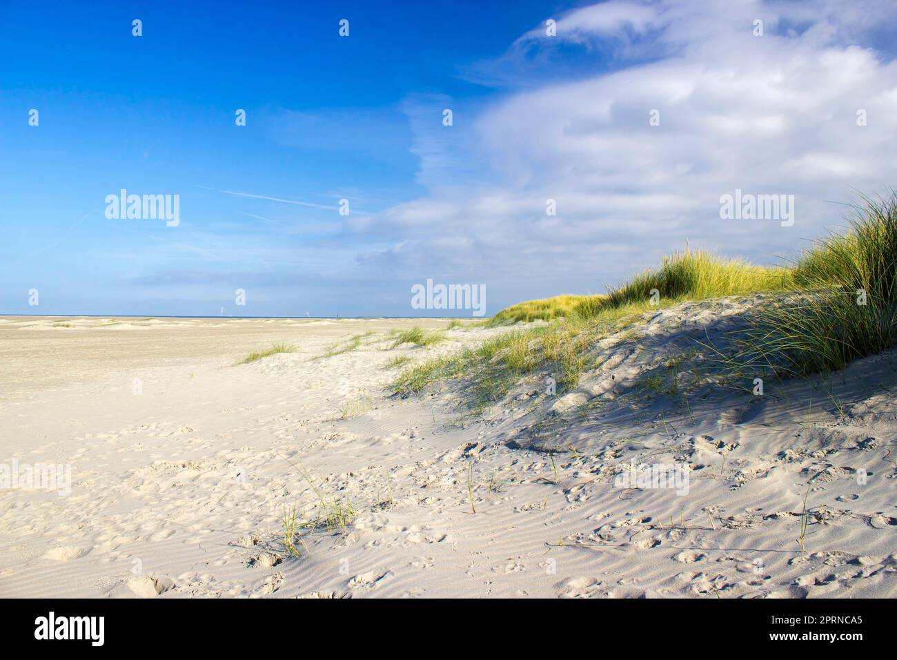 the dunes, Renesse, Zeeland, the Netherlands Stock Photo - Alamy