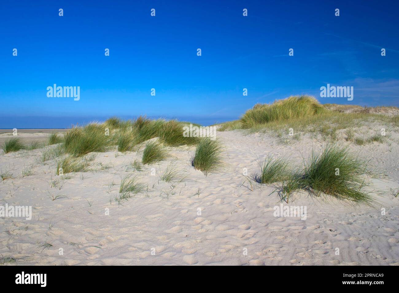 The Dunes, Renesse, Zeeland, The Netherlands Stock Photo - Alamy