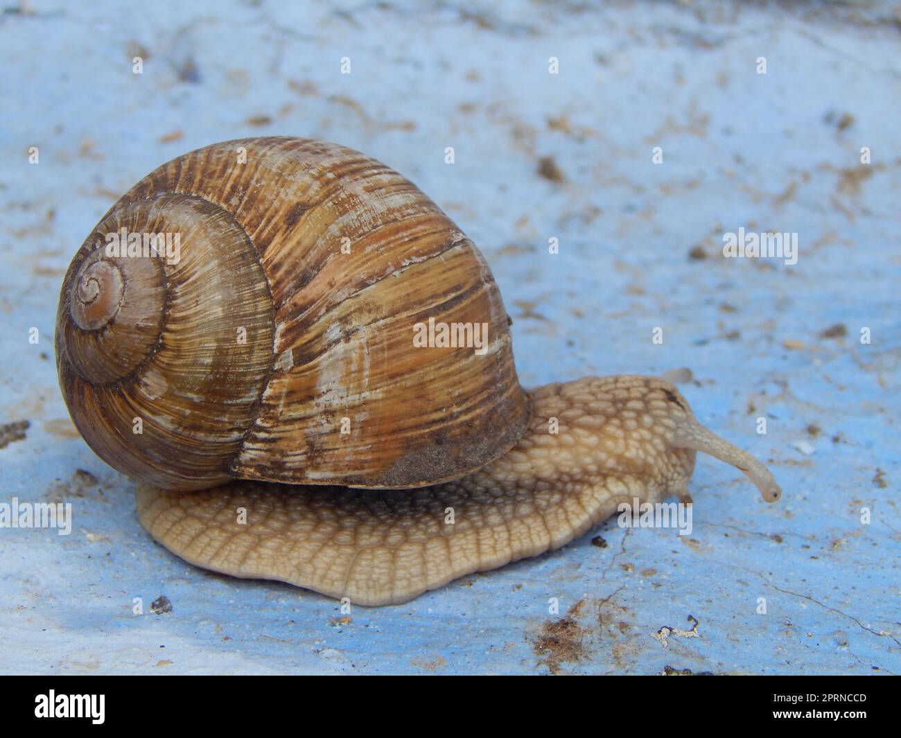 Snail crawling the green grass in garden Stock Photo - Alamy