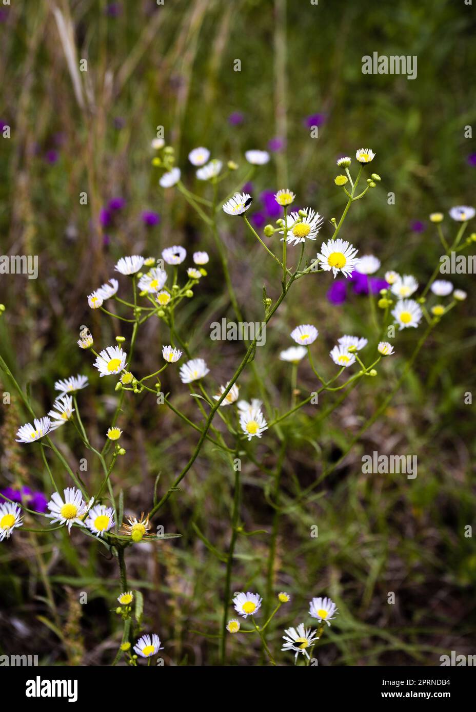 The vibrant wildflowers spread across a lush grassy field Stock Photo