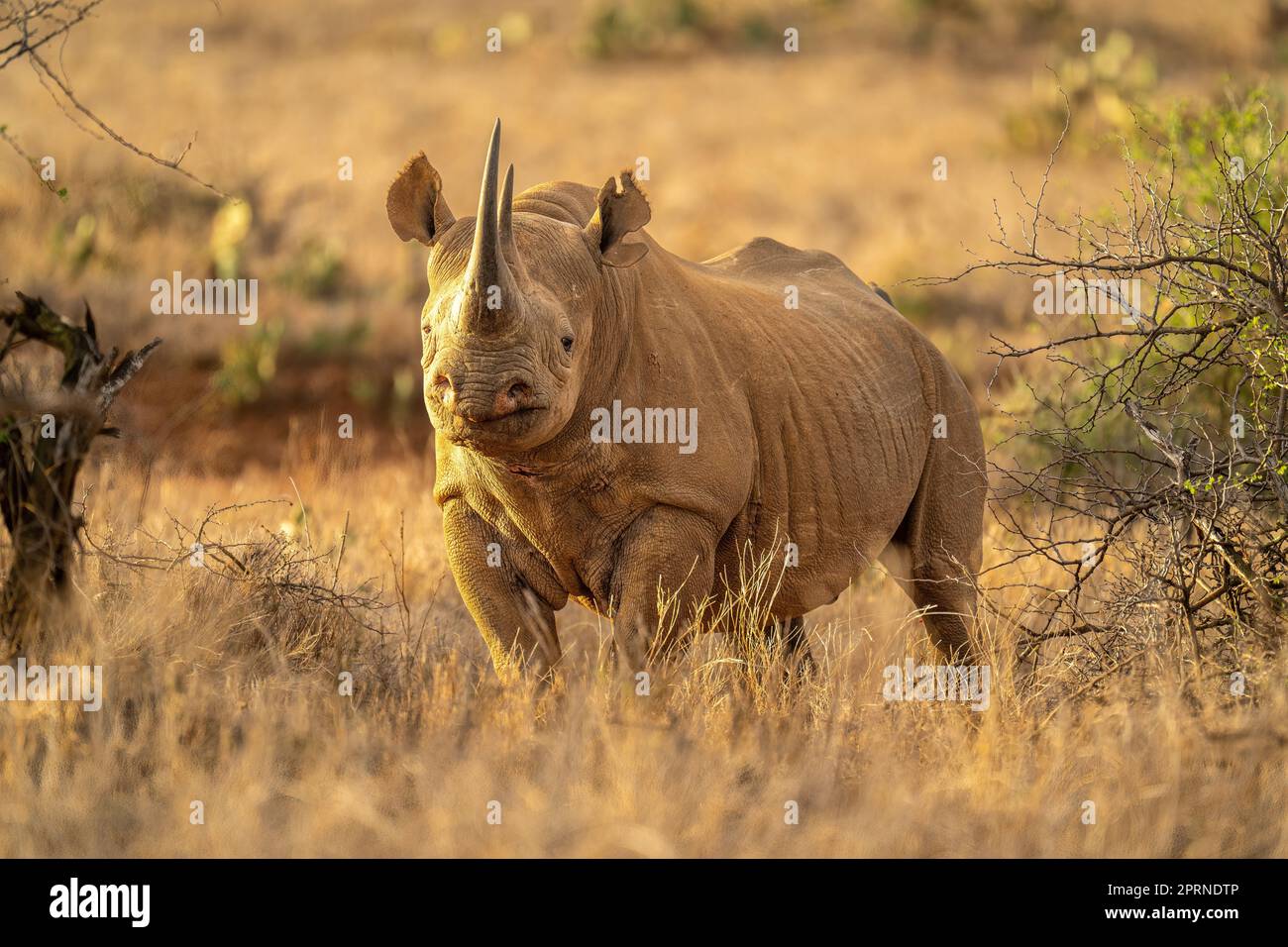 Black rhino stands between bushes watching camera Stock Photo Alamy