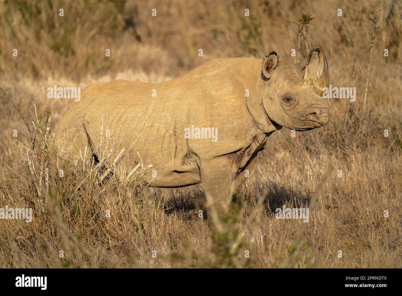 Black rhino stands by bush in sunshine Stock Photo Alamy