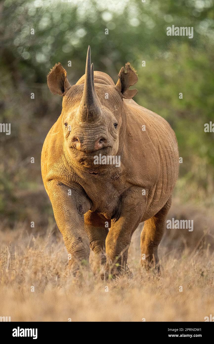 Black rhino stands eyeing camera from clearing Stock Photo Alamy