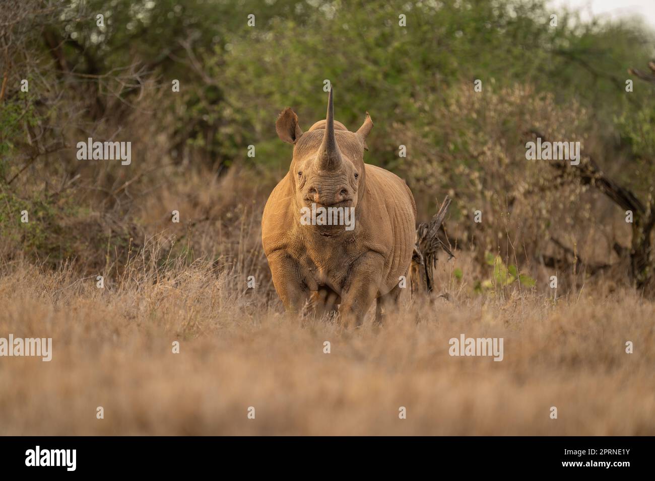 Black rhino stands facing straight towards camera Stock Photo Alamy