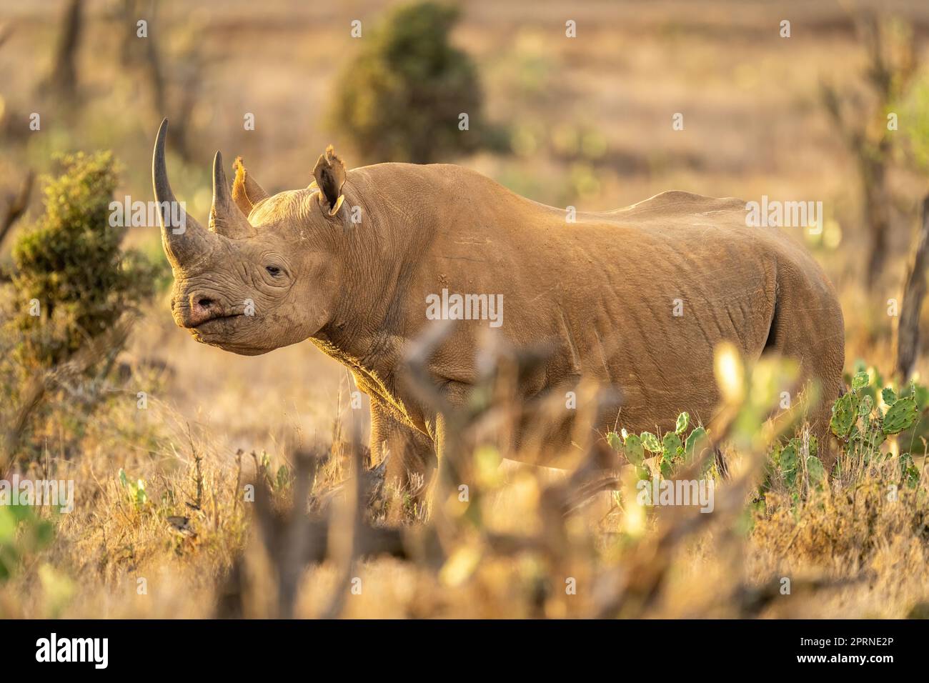 Black rhino stands in savannah staring ahead Stock Photo Alamy