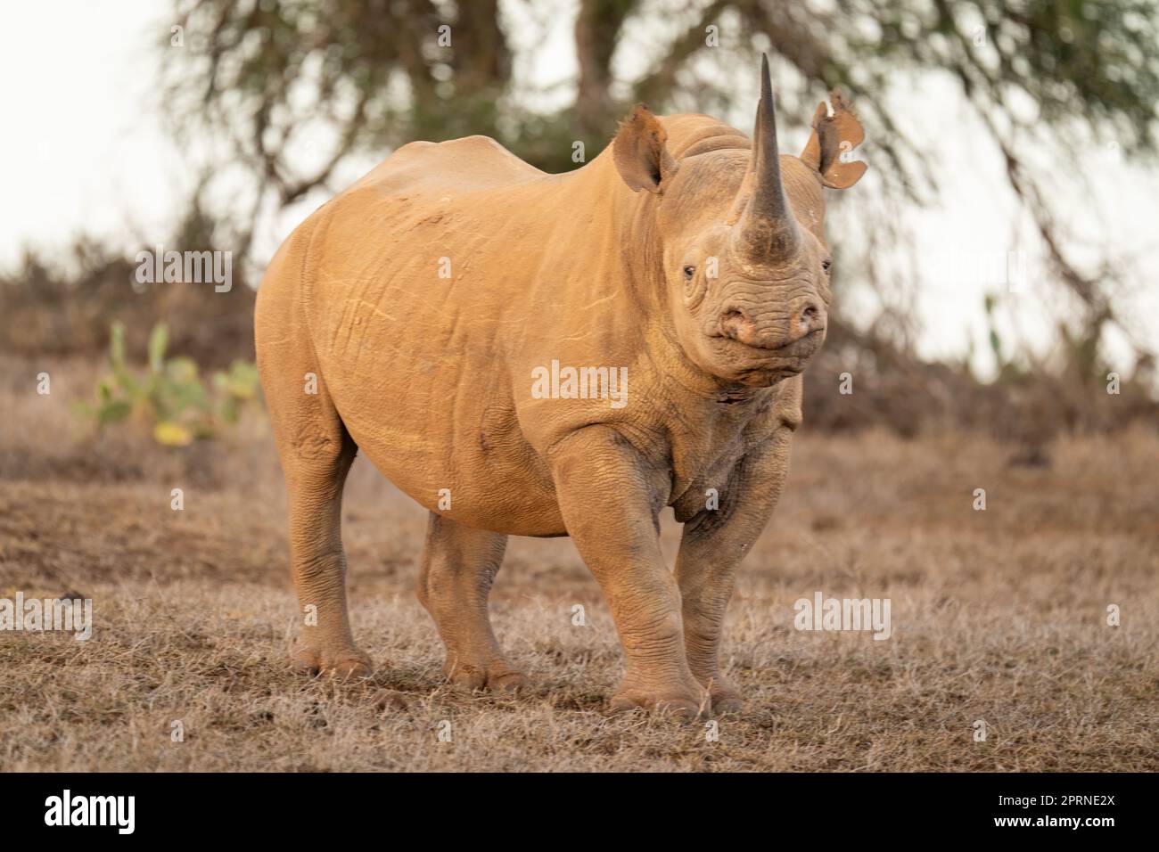 Black rhino stands on grass watching camera Stock Photo Alamy