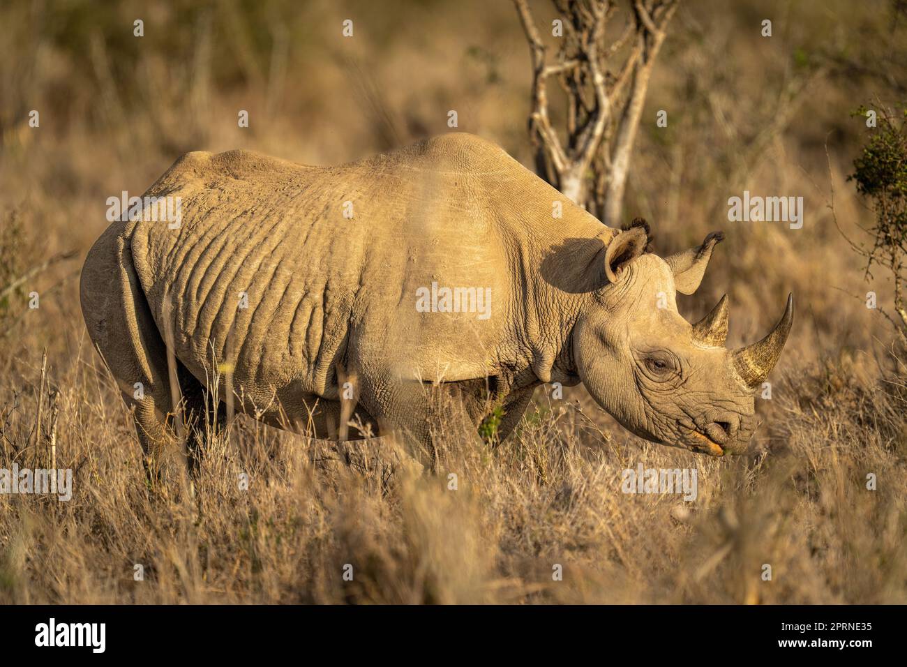 Black rhino stands in sunshine with catchlight Stock Photo Alamy