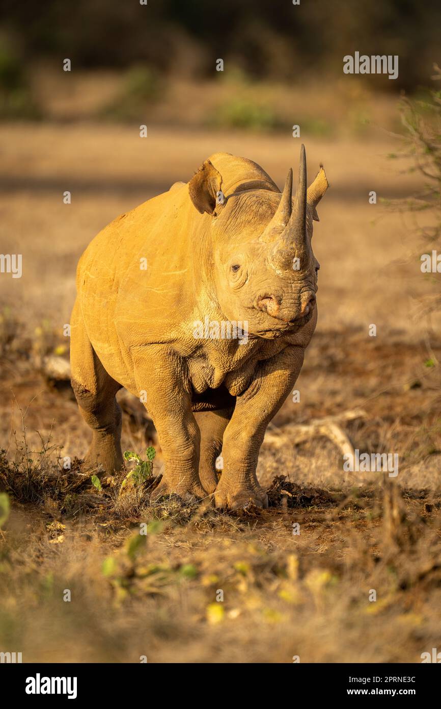 Black rhino stands watching camera between bushes Stock Photo Alamy