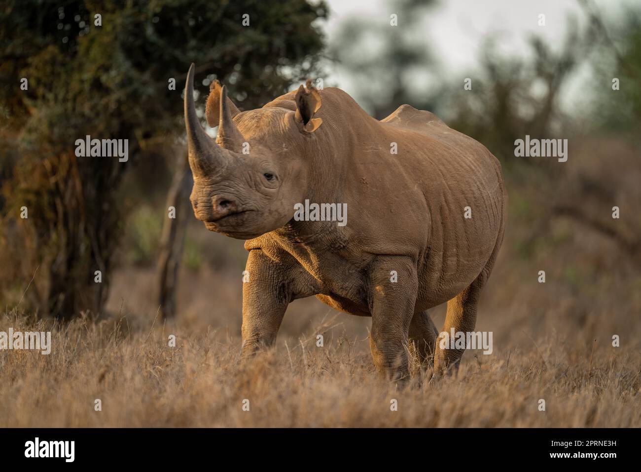 Black rhino stands watching camera near trees Stock Photo Alamy