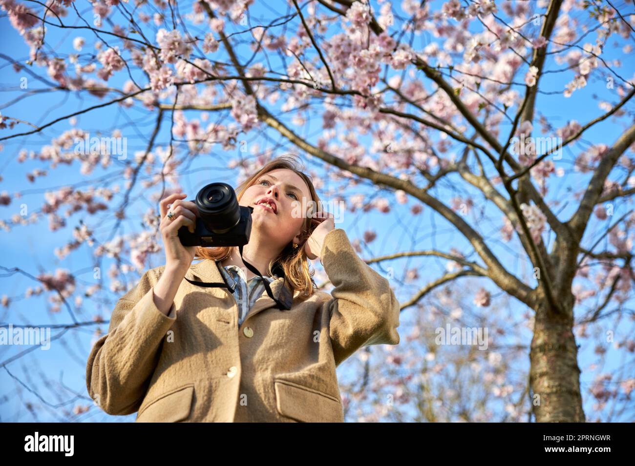 redhead girl taking photos in front of cherry blossom Stock Photo