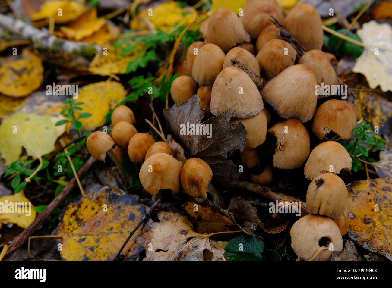 mushroom Coprinellus micaceus. Group of mushrooms on woods in nature in autumn forest. Stock Photo