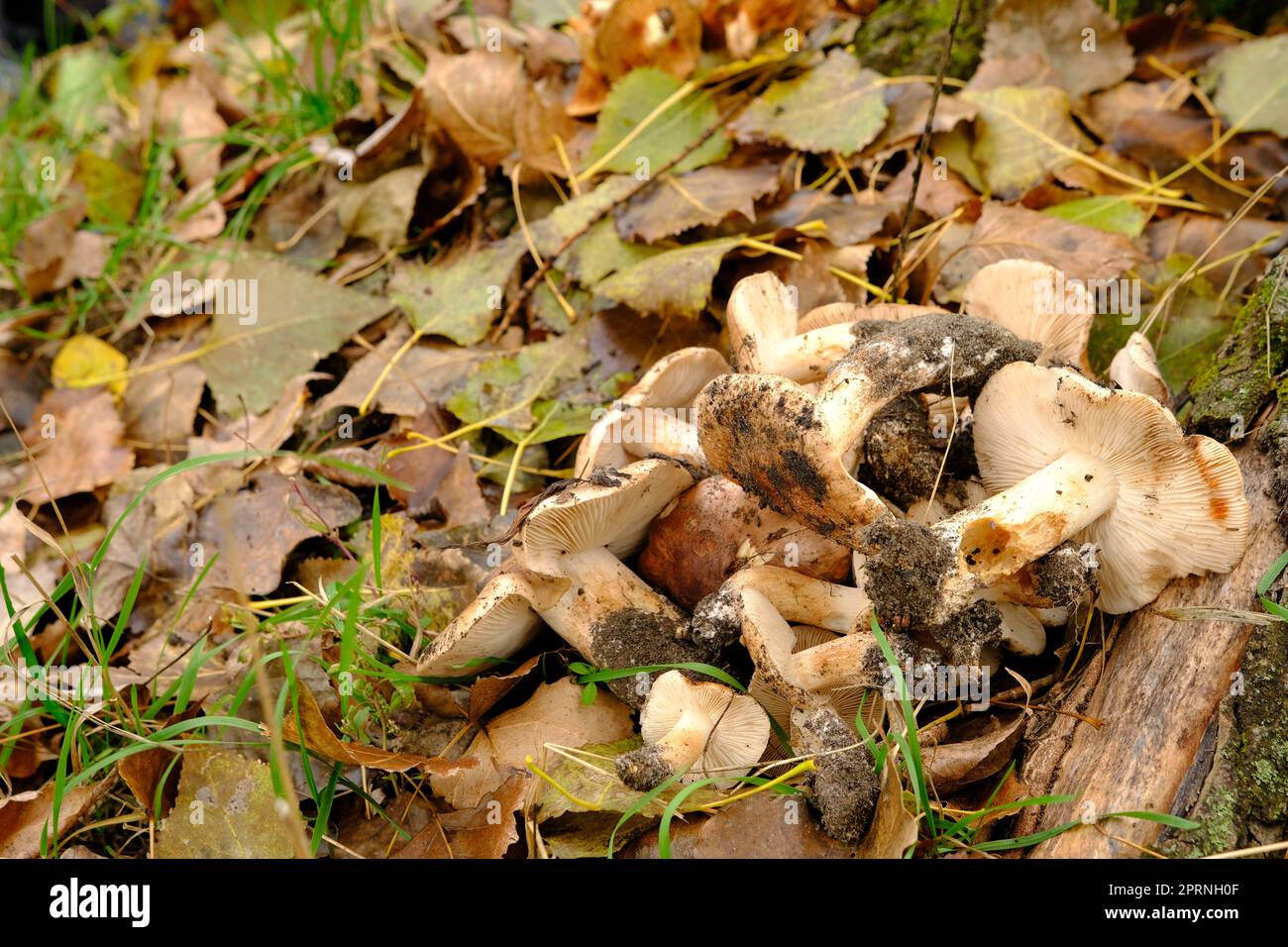 Tricholoma albobrunneum, mushrooms from Ukraine. mushrooms in the forest on the grass. Stock Photo