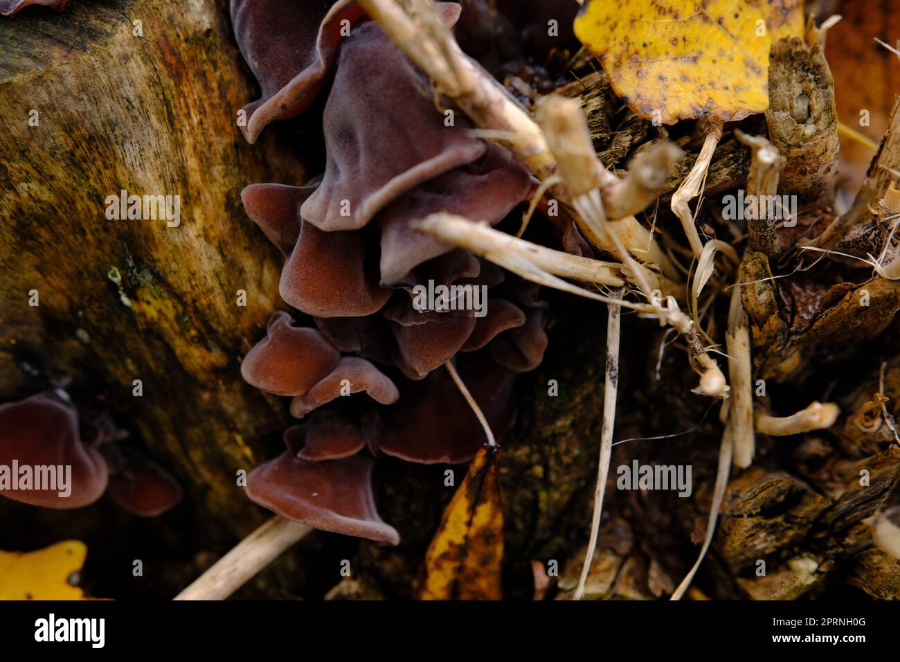 Edible mushrooms known as Wood ear, Jews ear or Jelly ear Auricularia